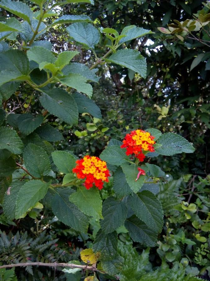 Flor Do Leste Florianopolis Bagian luar foto